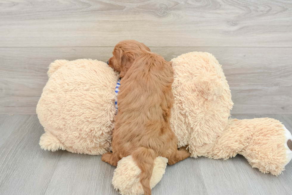 Mini Goldendoodle Pup Being Cute