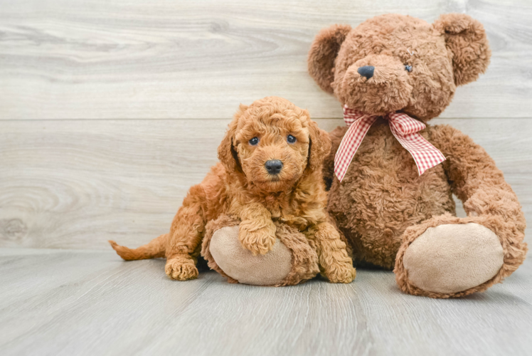 Popular Mini Goldendoodle Poodle Mix Pup