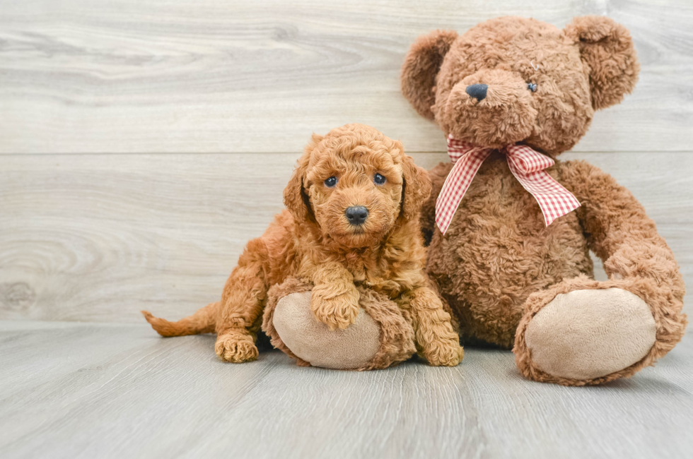 6 week old Mini Goldendoodle Puppy For Sale - Simply Southern Pups