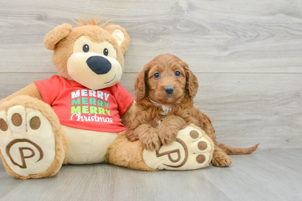 Mini Goldendoodle Pup Being Cute