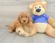 7 week old Mini Goldendoodle Puppy For Sale - Simply Southern Pups
