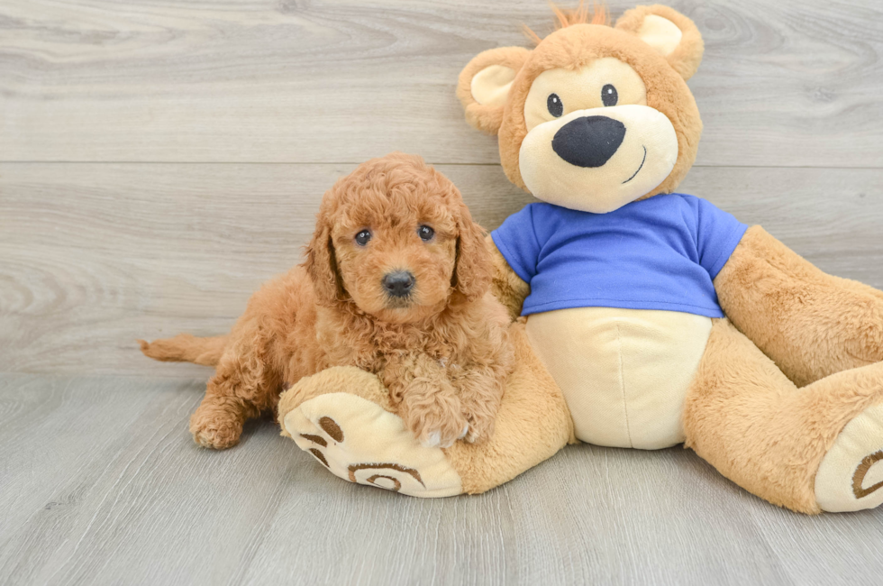 6 week old Mini Goldendoodle Puppy For Sale - Simply Southern Pups