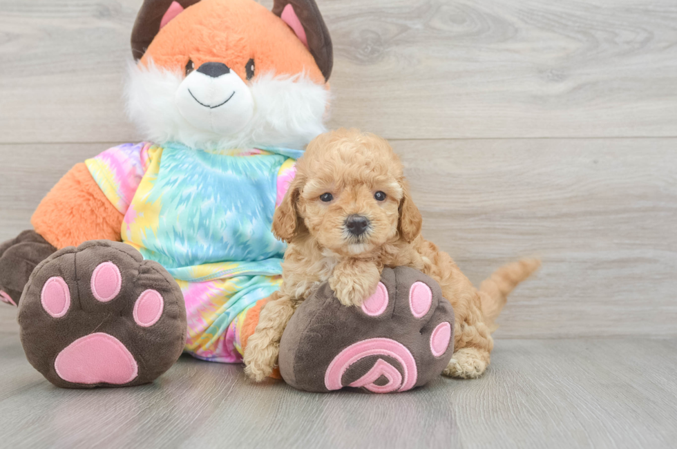 5 week old Mini Goldendoodle Puppy For Sale - Simply Southern Pups