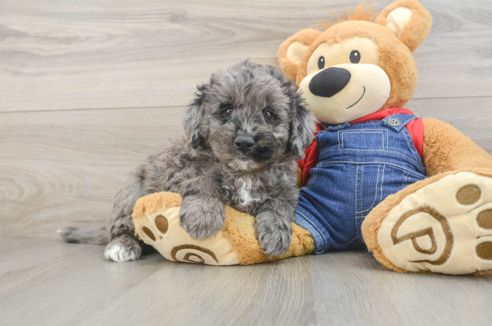 5 week old Mini Goldendoodle Puppy For Sale - Simply Southern Pups