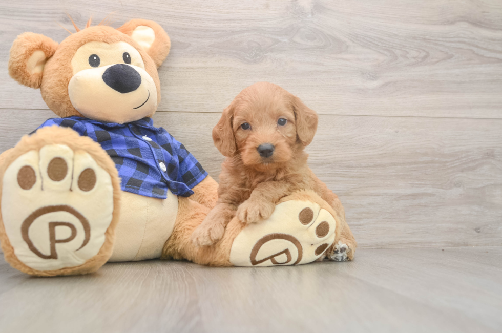 5 week old Mini Goldendoodle Puppy For Sale - Simply Southern Pups