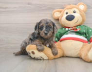 7 week old Mini Goldendoodle Puppy For Sale - Simply Southern Pups