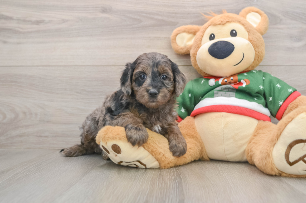 5 week old Mini Goldendoodle Puppy For Sale - Simply Southern Pups