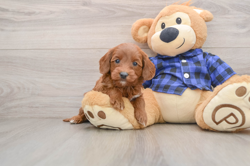 Mini Goldendoodle Pup Being Cute