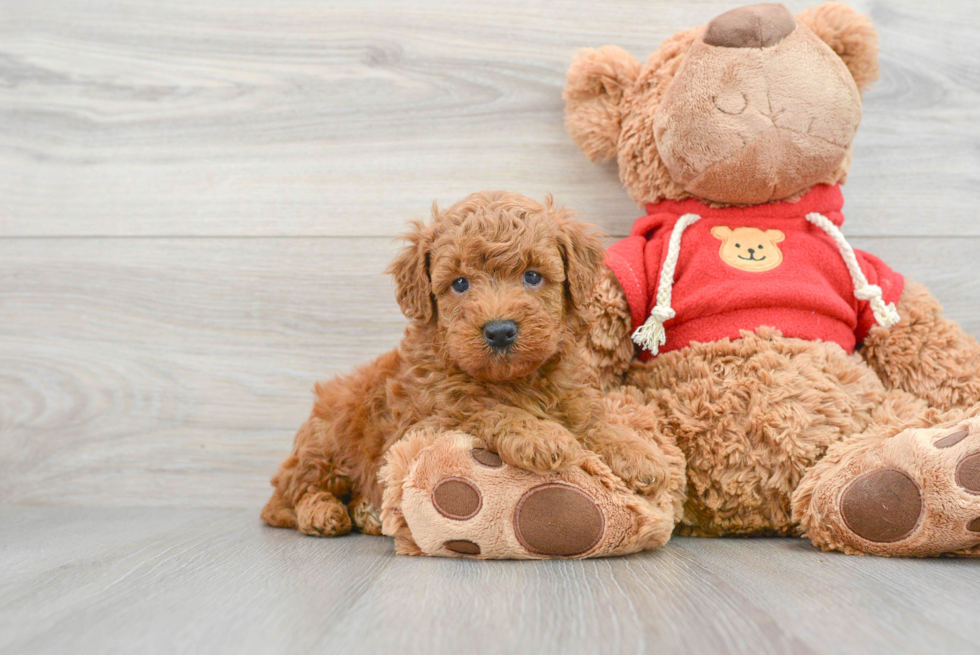 Fluffy Mini Goldendoodle Poodle Mix Pup