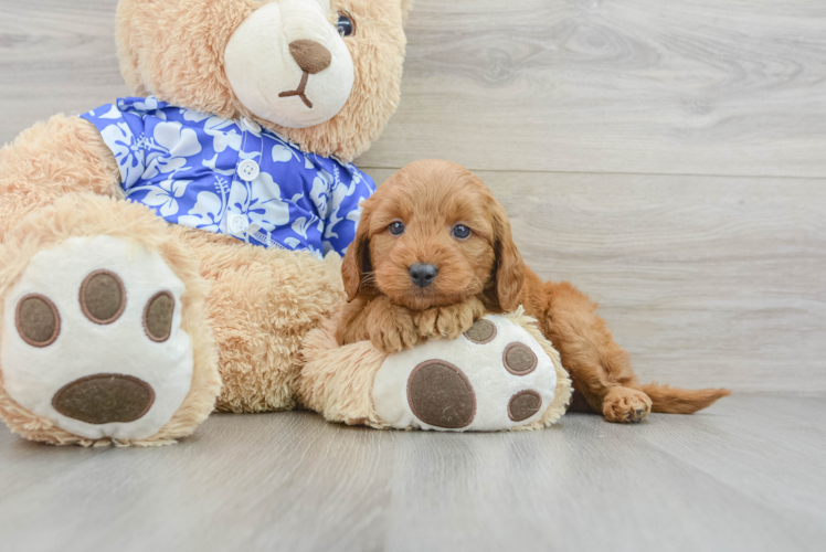 Popular Mini Goldendoodle Poodle Mix Pup