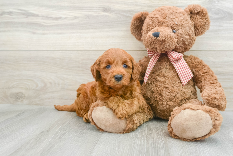 Small Mini Goldendoodle Baby