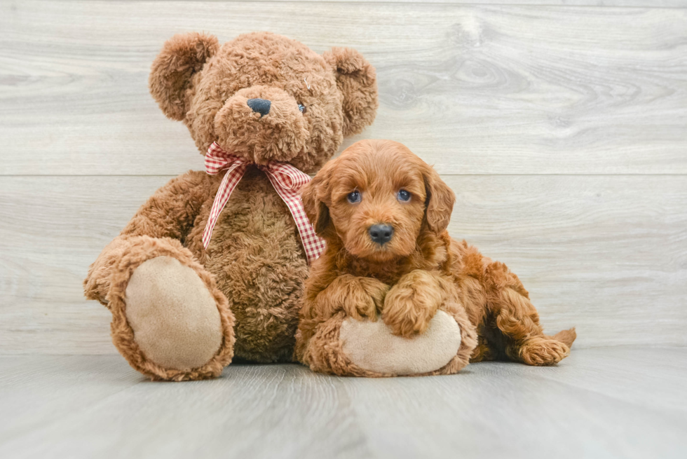 Playful Mini Groodle Poodle Mix Puppy