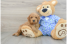 Mini Goldendoodle Puppy for Adoption