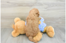 Best Mini Goldendoodle Baby