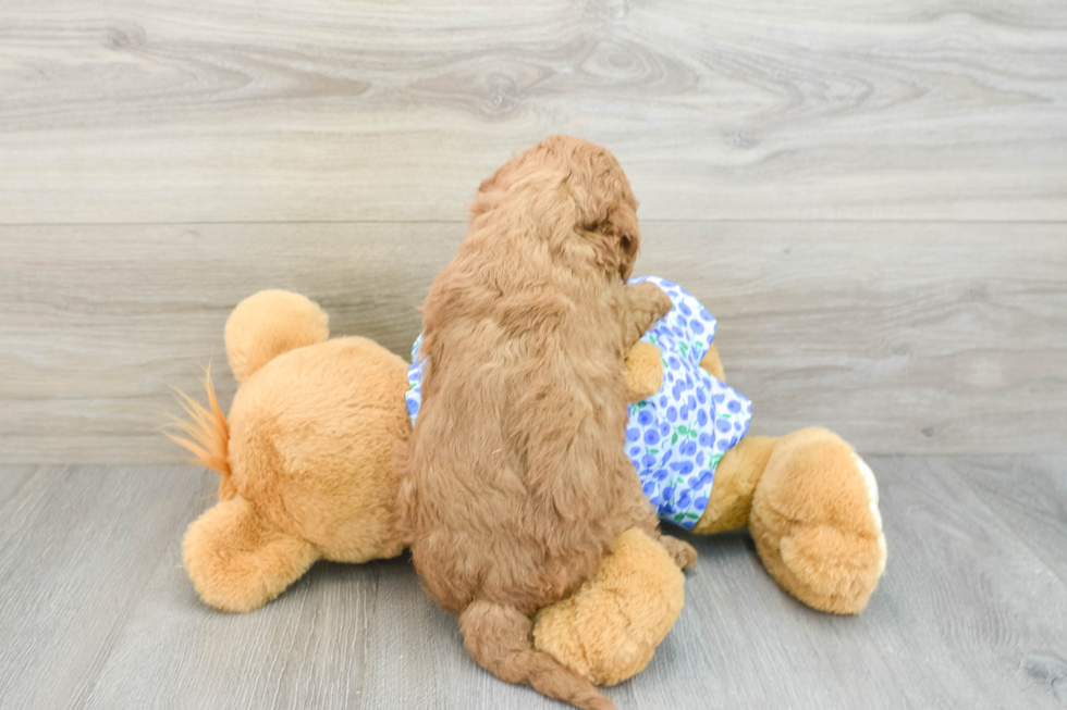 Best Mini Goldendoodle Baby