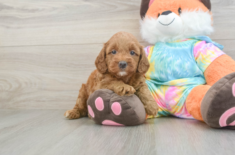 5 week old Mini Goldendoodle Puppy For Sale - Simply Southern Pups