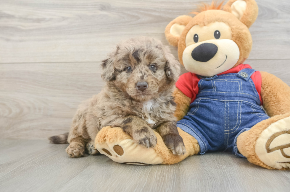 5 week old Mini Goldendoodle Puppy For Sale - Simply Southern Pups