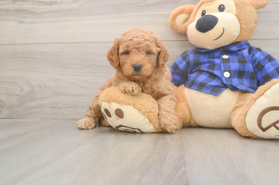 5 week old Mini Goldendoodle Puppy For Sale - Simply Southern Pups
