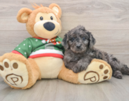 6 week old Mini Goldendoodle Puppy For Sale - Simply Southern Pups