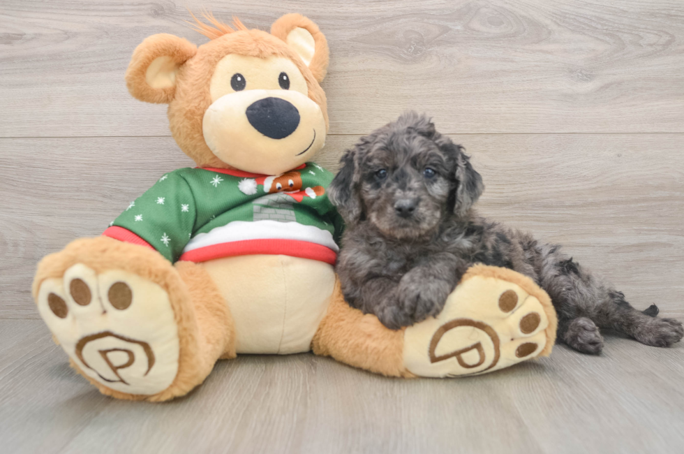 5 week old Mini Goldendoodle Puppy For Sale - Simply Southern Pups