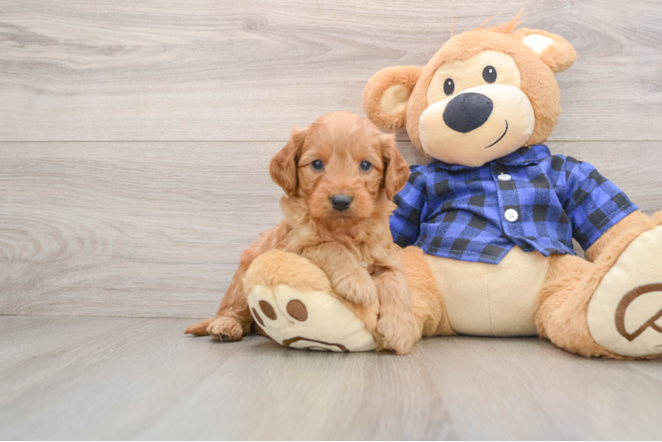 Small Mini Goldendoodle Baby