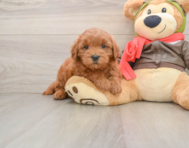 7 week old Mini Goldendoodle Puppy For Sale - Simply Southern Pups