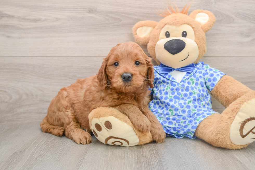 Petite Mini Goldendoodle Poodle Mix Pup