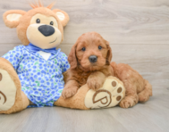 5 week old Mini Goldendoodle Puppy For Sale - Simply Southern Pups