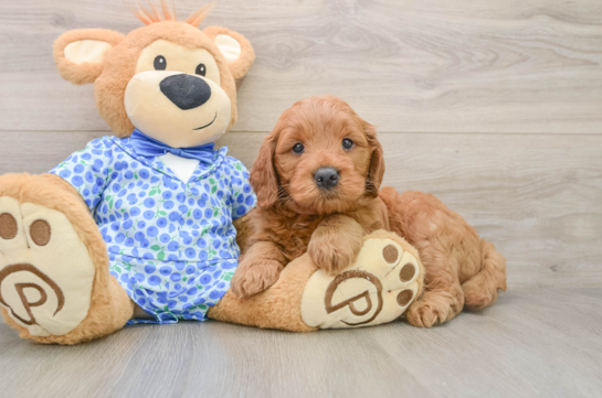 Best Mini Goldendoodle Baby
