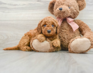 8 week old Mini Goldendoodle Puppy For Sale - Simply Southern Pups