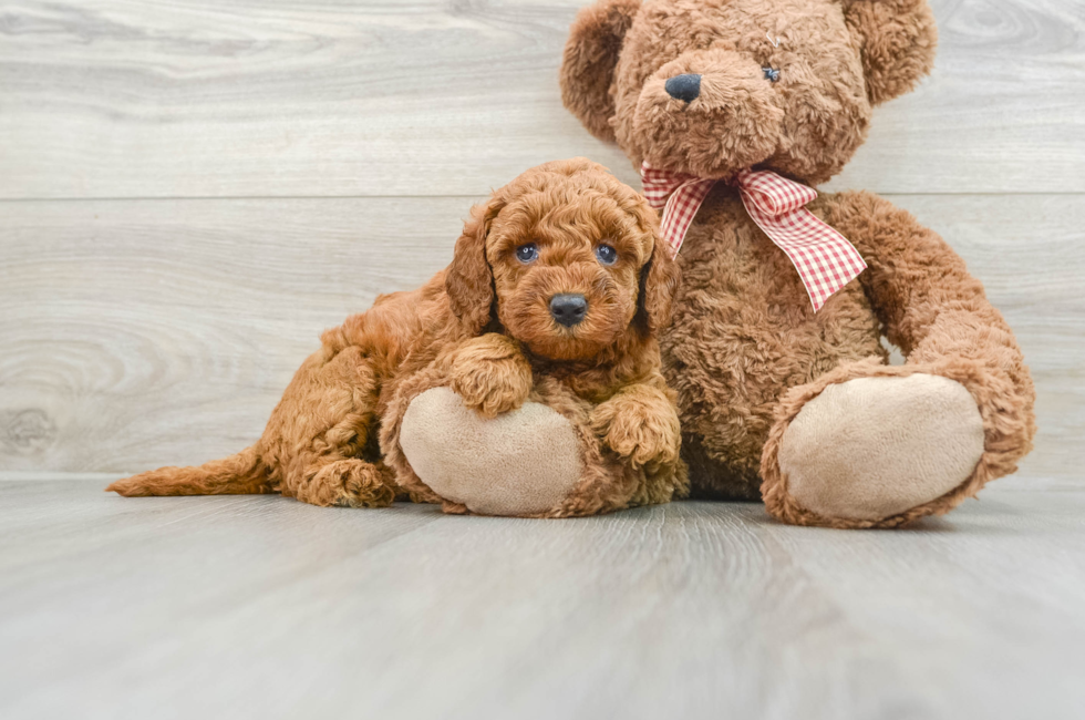 8 week old Mini Goldendoodle Puppy For Sale - Simply Southern Pups