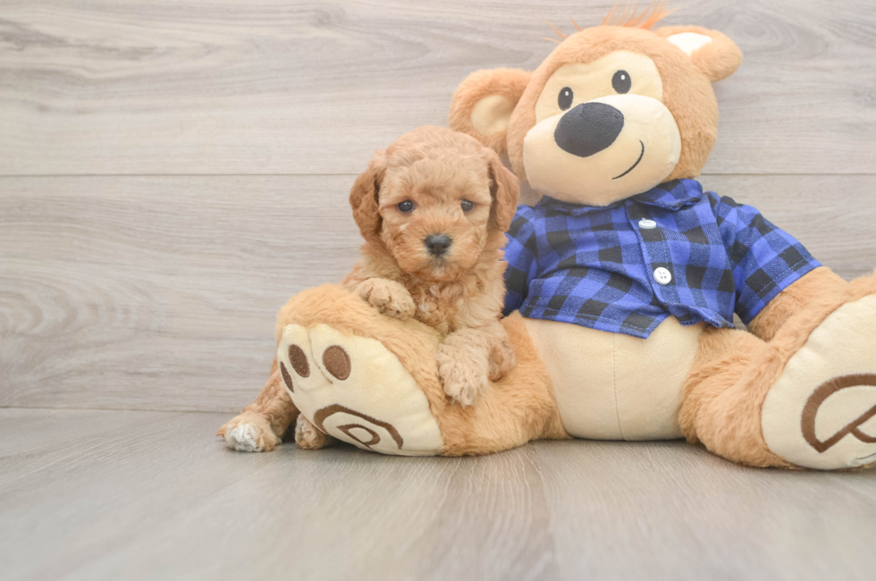 5 week old Mini Goldendoodle Puppy For Sale - Simply Southern Pups