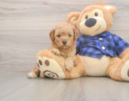 7 week old Mini Goldendoodle Puppy For Sale - Simply Southern Pups 7 week old Mini Goldendoodle Puppy For Sale - Simply Southern Pups