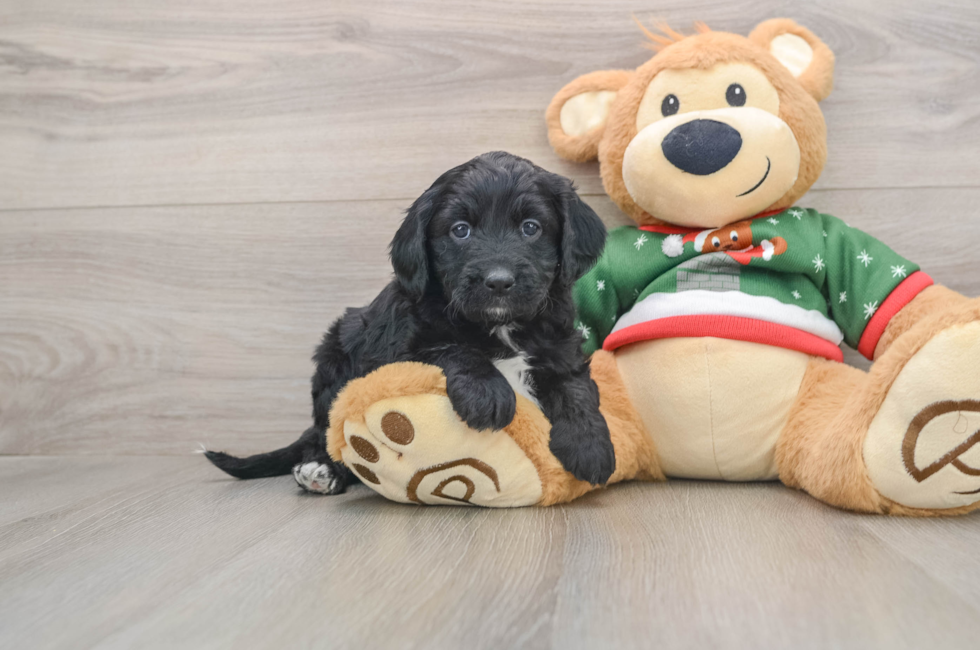 5 week old Mini Goldendoodle Puppy For Sale - Simply Southern Pups