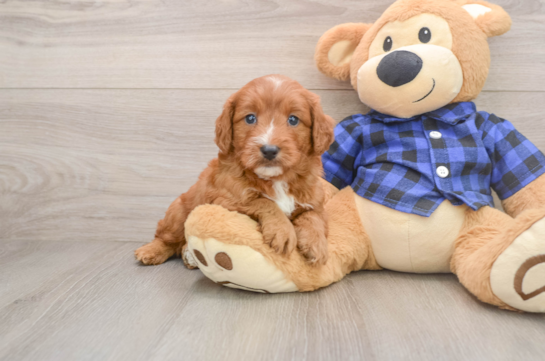 Best Mini Goldendoodle Baby