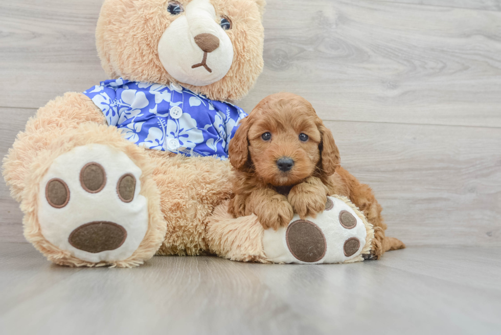 Mini Goldendoodle Pup Being Cute