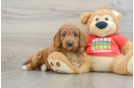 Friendly Mini Goldendoodle Baby