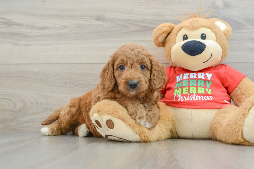 5 week old Mini Goldendoodle Puppy For Sale - Simply Southern Pups