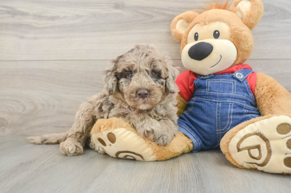 5 week old Mini Goldendoodle Puppy For Sale - Simply Southern Pups