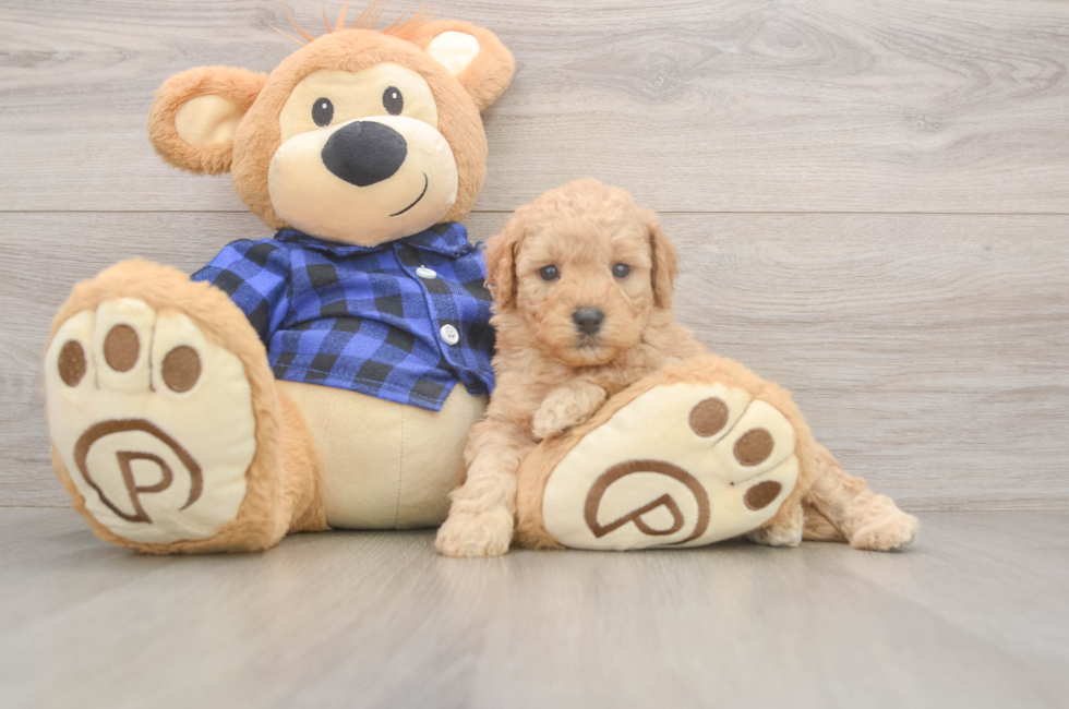 5 week old Mini Goldendoodle Puppy For Sale - Simply Southern Pups