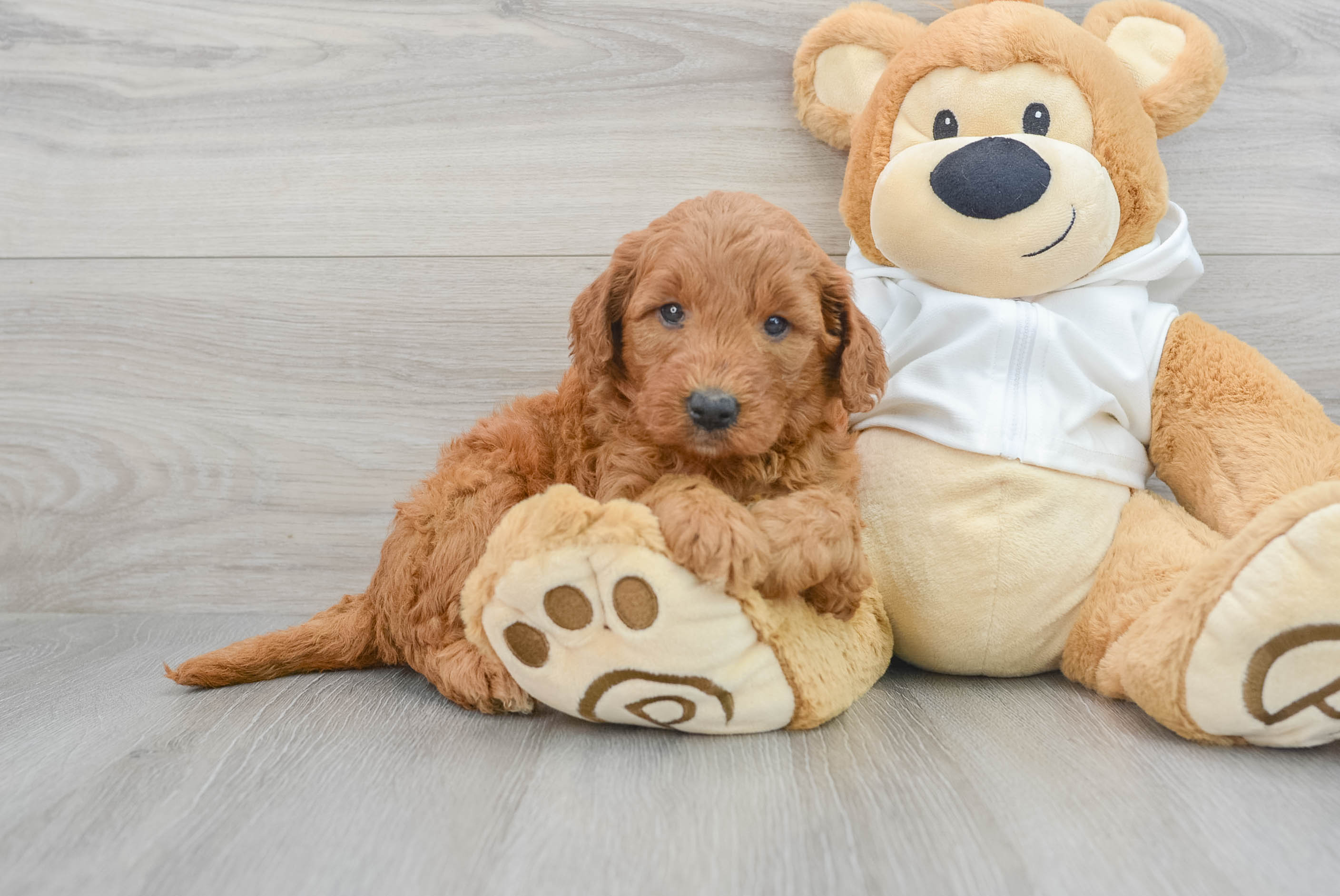 Teddy bear doodle top puppies