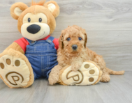 6 week old Mini Goldendoodle Puppy For Sale - Simply Southern Pups