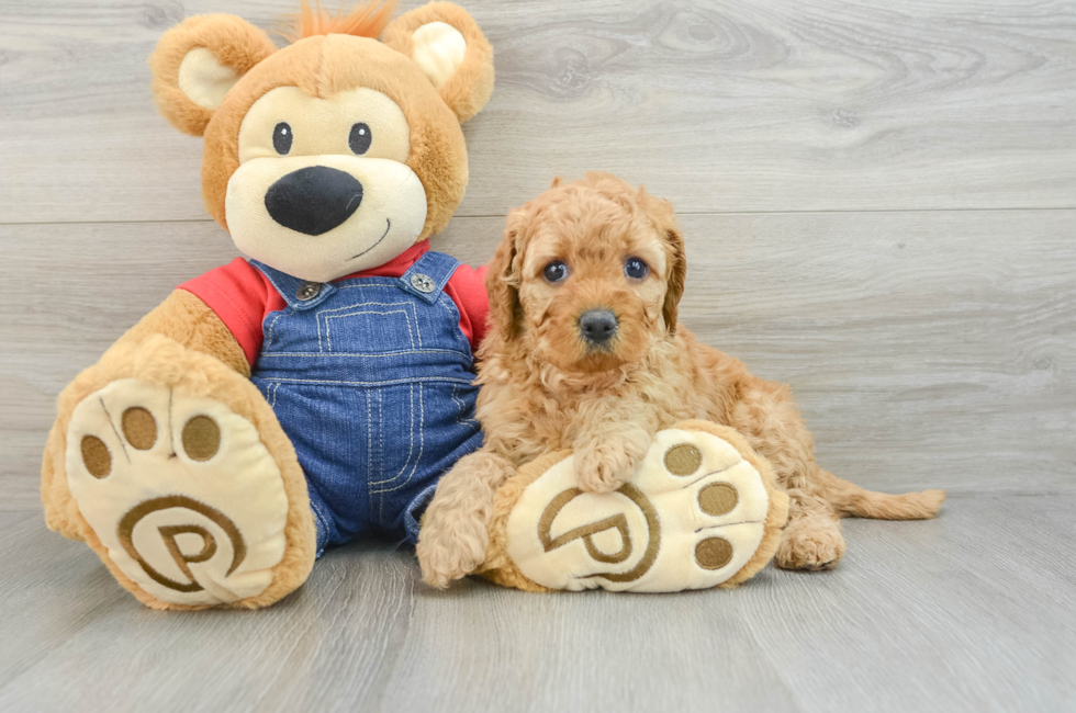 6 week old Mini Goldendoodle Puppy For Sale - Simply Southern Pups