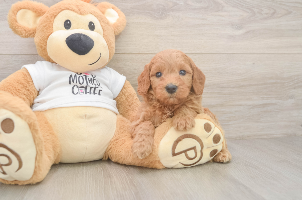 5 week old Mini Goldendoodle Puppy For Sale - Simply Southern Pups