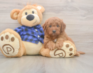 6 week old Mini Goldendoodle Puppy For Sale - Simply Southern Pups