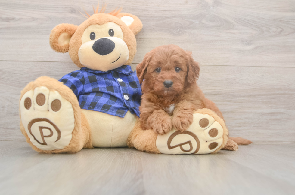 6 week old Mini Goldendoodle Puppy For Sale - Simply Southern Pups