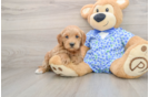 Mini Goldendoodle Pup Being Cute