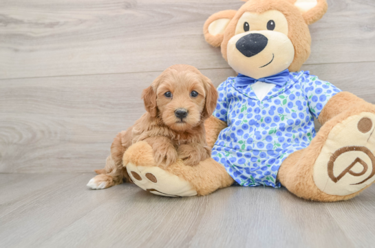 Mini Goldendoodle Pup Being Cute