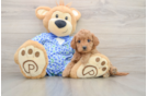 Hypoallergenic Mini Goldiepoo Poodle Mix Puppy