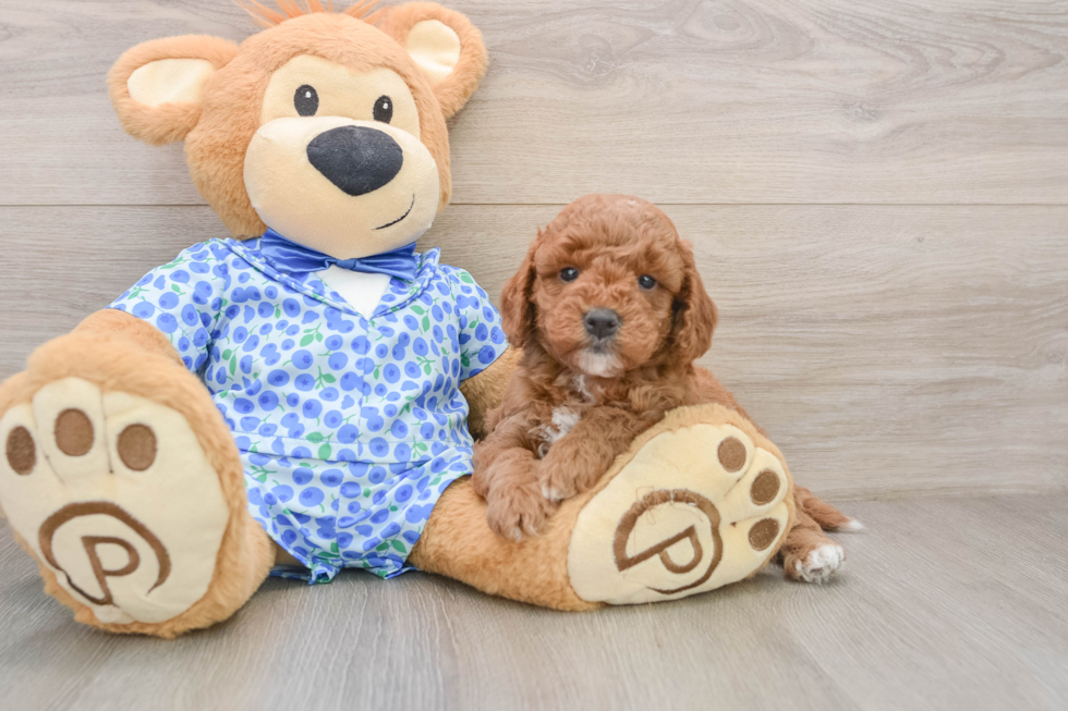Playful Mini Groodle Poodle Mix Puppy